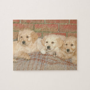 Golden Retriever Puppies Dog Puzzle Legpuzzel