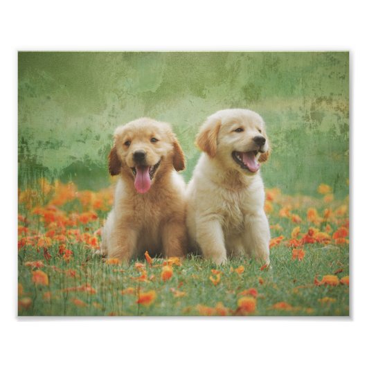 Golden Retriever Puppies Foto Afdruk (Voorkant)