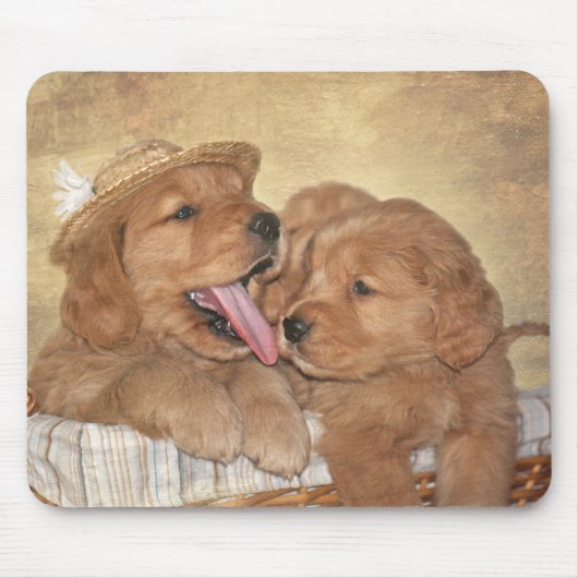 Golden Retriever Puppies in mand Muismat (Voorkant)