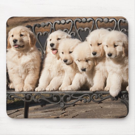 Golden Retriever Puppies Muismat (Voorkant)
