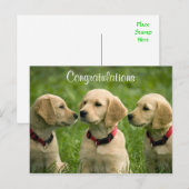 Golden Retriever Puppies Postcard Briefkaart (Voorkant / Achterkant)
