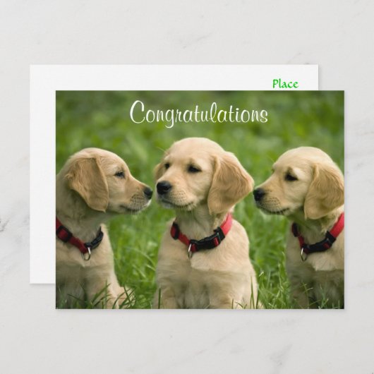 Golden Retriever Puppies Postcard Briefkaart (Voorkant / Achterkant)