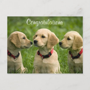 Golden Retriever Puppies Postcard Briefkaart