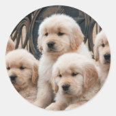 Golden Retriever Puppies Ronde Sticker (Voorkant)