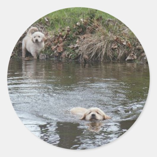 Golden Retriever Puppies Sticker (Voorkant)