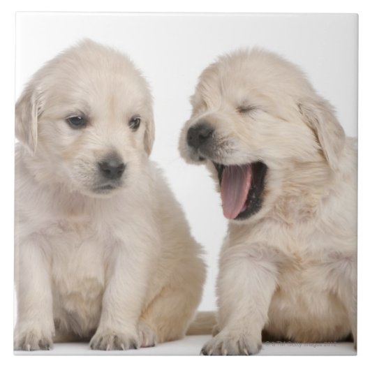 Golden Retriever Puppies Tegeltje (Voorkant)