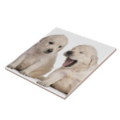 Golden Retriever Puppies Tegeltje (Zijkant)