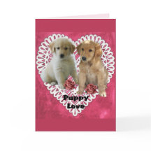 Golden Retriever Puppies Valentijns