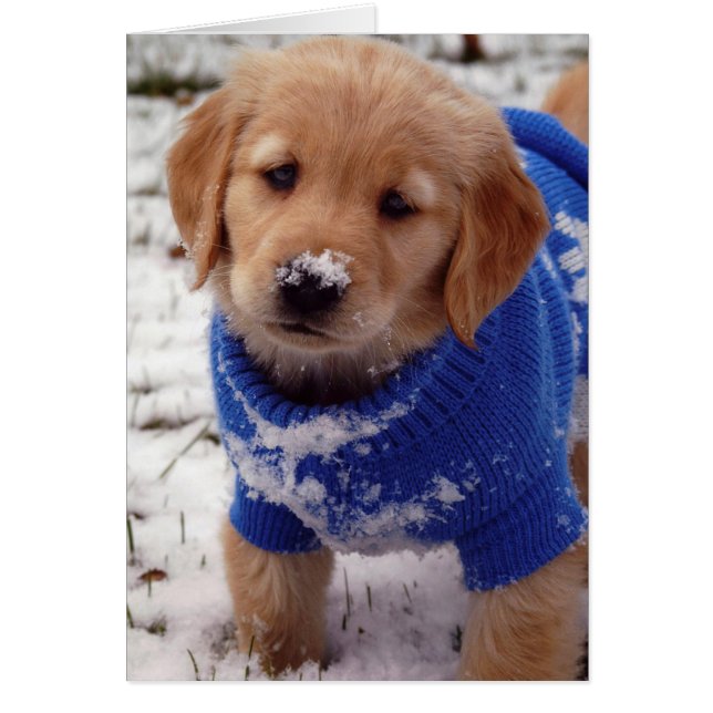 Golden Retriever Puppy (Voorkant)