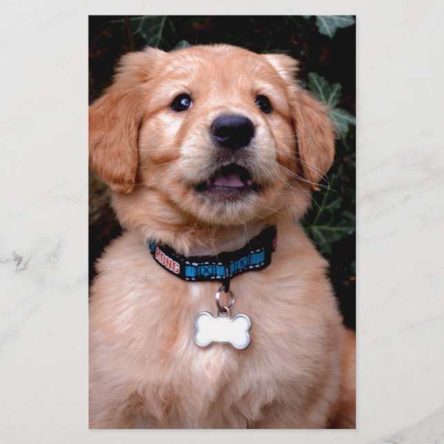 Golden Retriever Puppy (Voorkant)