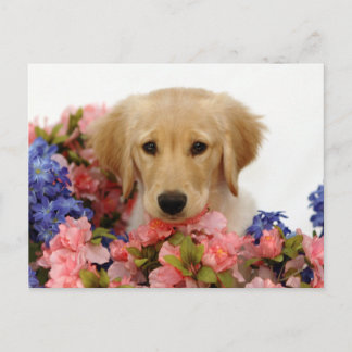 Golden Retriever Puppy and Flowers Briefkaart