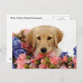 Golden Retriever Puppy and Flowers Briefkaart (Voorkant / Achterkant)