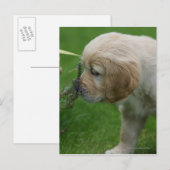 Golden Retriever Puppy Briefkaart (Voorkant / Achterkant)
