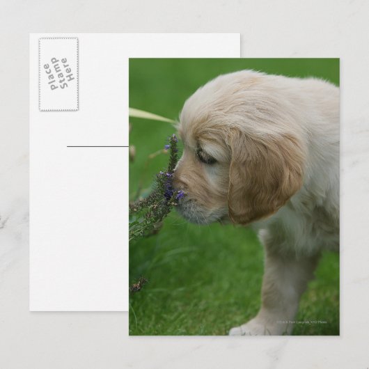 Golden Retriever Puppy Briefkaart (Voorkant / Achterkant)