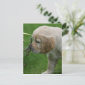 Golden Retriever Puppy Briefkaart (Staand voorkant)