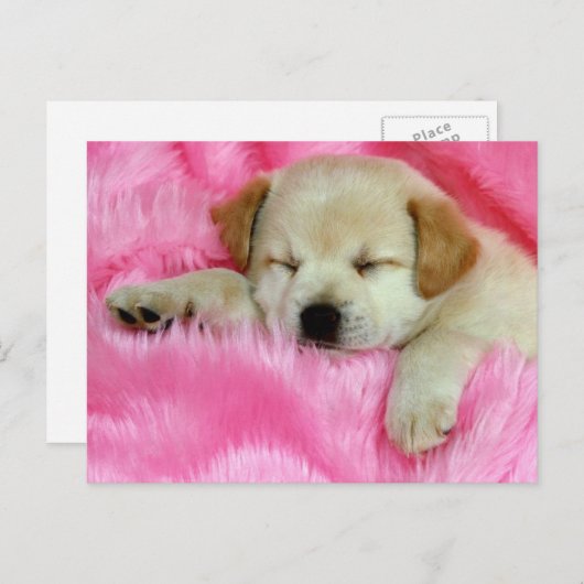 Golden Retriever Puppy Briefkaart (Voorkant / Achterkant)