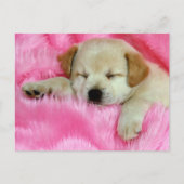 Golden Retriever Puppy Briefkaart (Voorkant)