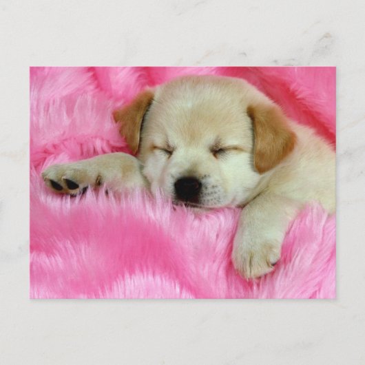 Golden Retriever Puppy Briefkaart (Voorkant)