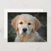 Golden Retriever Puppy Briefkaart (Voorkant / Achterkant)