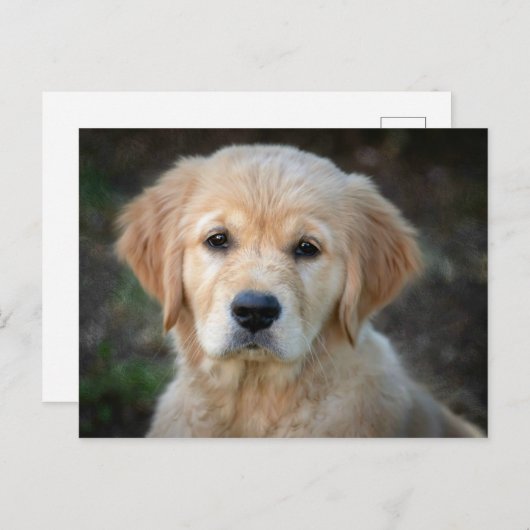 Golden Retriever Puppy Briefkaart (Voorkant / Achterkant)