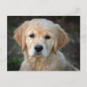 Golden Retriever Puppy Briefkaart (Voorkant)