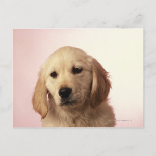 Golden Retriever Puppy Briefkaart