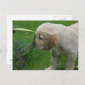 Golden Retriever Puppy Briefkaart (Voorkant / Achterkant)