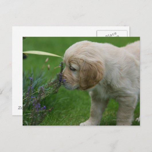 Golden Retriever Puppy Briefkaart (Voorkant / Achterkant)