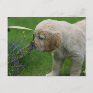 Golden Retriever Puppy Briefkaart