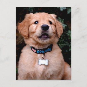 Golden Retriever Puppy Briefkaart