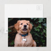 Golden Retriever Puppy Briefkaart (Voorkant / Achterkant)