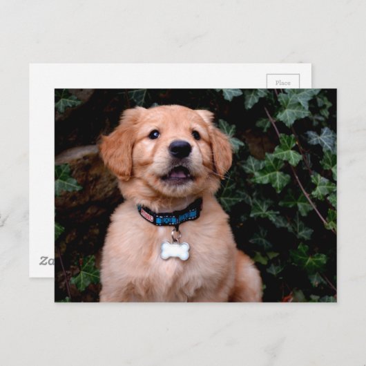 Golden Retriever Puppy Briefkaart (Voorkant / Achterkant)