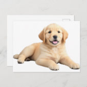 Golden Retriever Puppy Briefkaart (Voorkant / Achterkant)