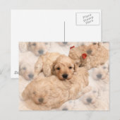 Golden Retriever Puppy Briefkaart (Voorkant / Achterkant)