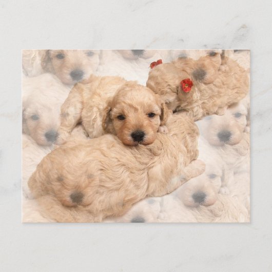 Golden Retriever Puppy Briefkaart (Voorkant)