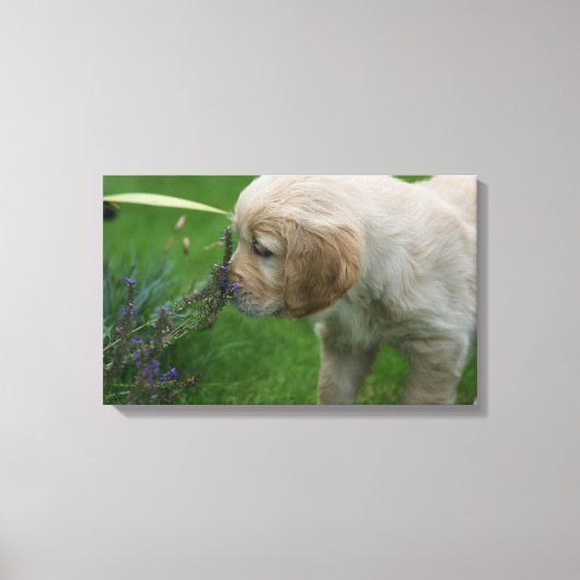 Golden Retriever Puppy Canvas Afdruk (Voorkant)