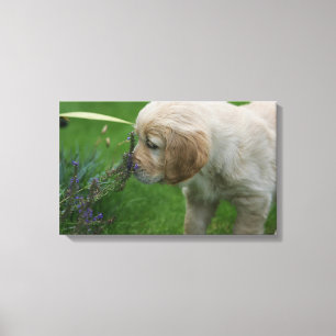 Golden Retriever Puppy Canvas Afdruk