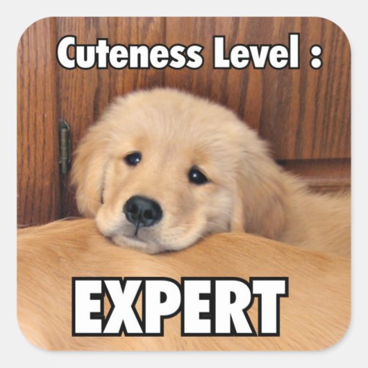 Golden Retriever Puppy Cuteness Level Vierkante Sticker (Voorkant)