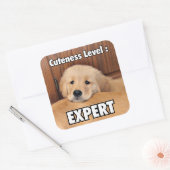 Golden Retriever Puppy Cuteness Level Vierkante Sticker (Envelop)
