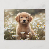 Golden Retriever Puppy Daisy Field Briefkaart (Voorkant)