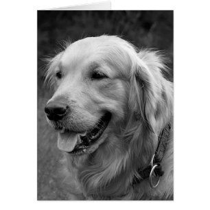 Golden Retriever Puppy Dog Blank