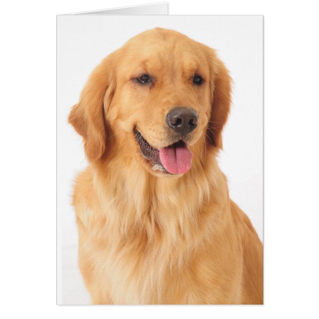 Golden Retriever Puppy Dog Blank (Voorkant)