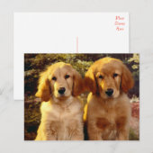 Golden Retriever Puppy Dog Blank Briefkaart (Voorkant / Achterkant)