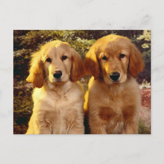 Golden Retriever Puppy Dog Blank Briefkaart (Voorkant)