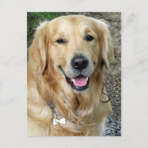 Golden Retriever Puppy Dog Blank Briefkaart