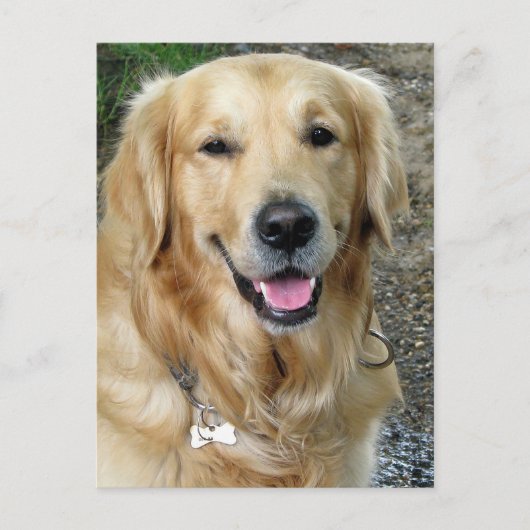 Golden Retriever Puppy Dog Blank Briefkaart (Voorkant)