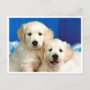 Golden Retriever Puppy Dog Blank Briefkaart