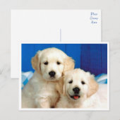 Golden Retriever Puppy Dog Blank Briefkaart (Voorkant / Achterkant)