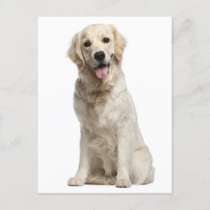 Golden Retriever Puppy Dog Blank Briefkaart
