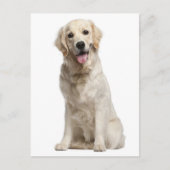 Golden Retriever Puppy Dog Blank Briefkaart (Voorkant)